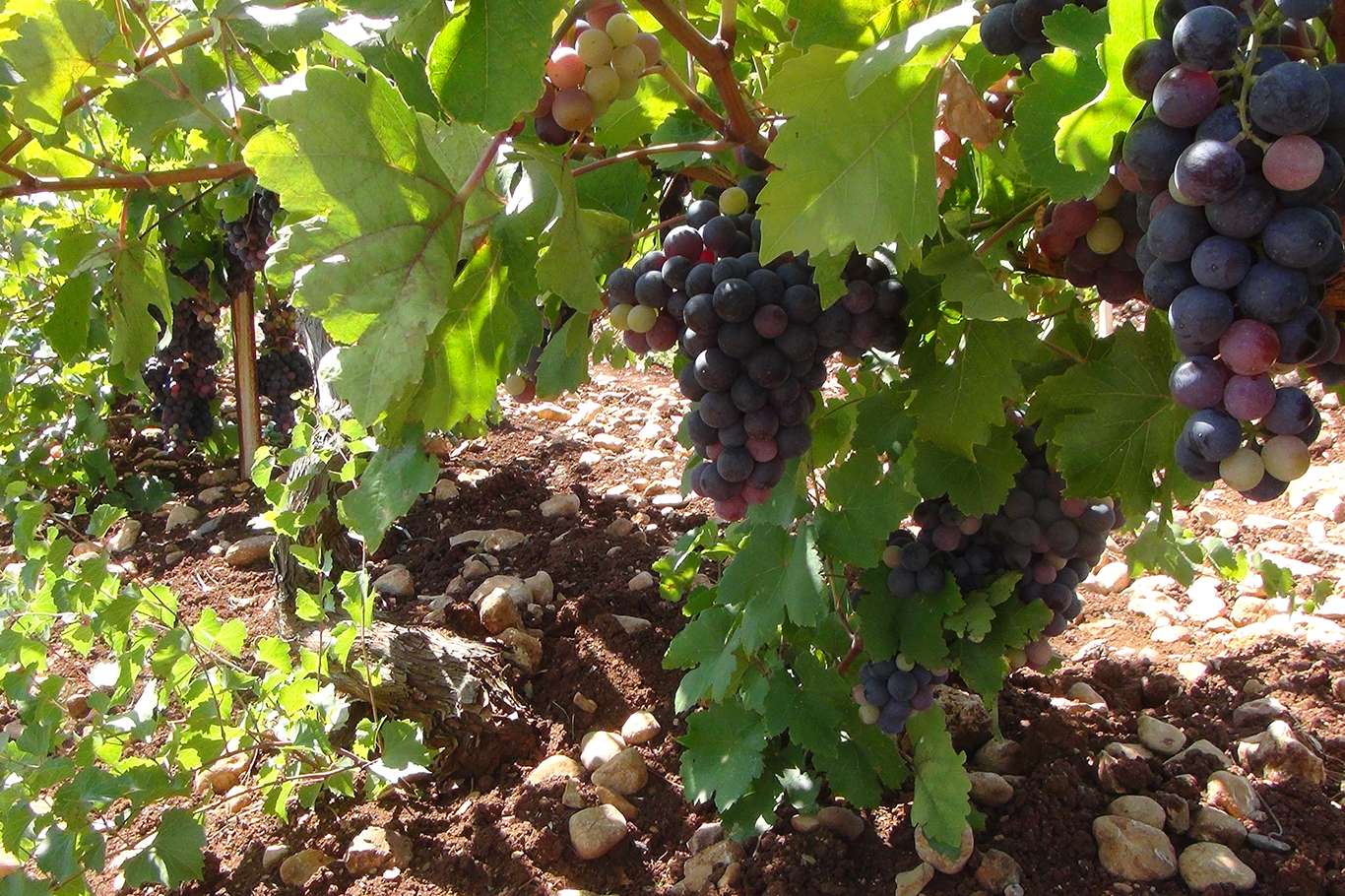 Üzümün pekmez ve pestil olma yolculuğu başladı